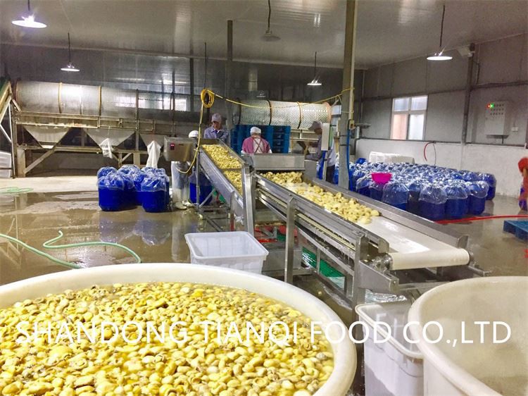 Whole white mushroom in brine in plastic drums 