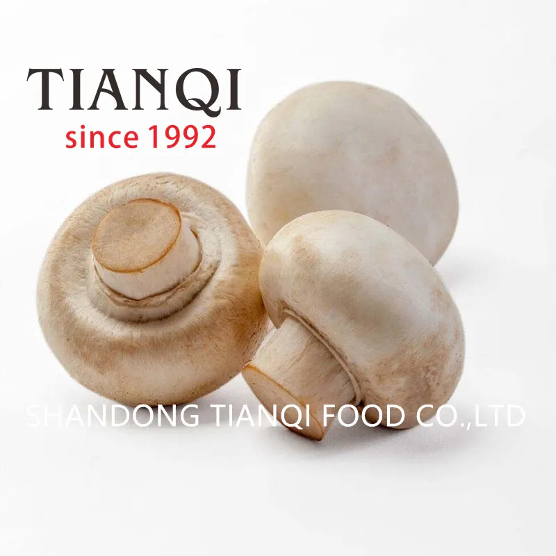 White champignon mushroom in brine in drums