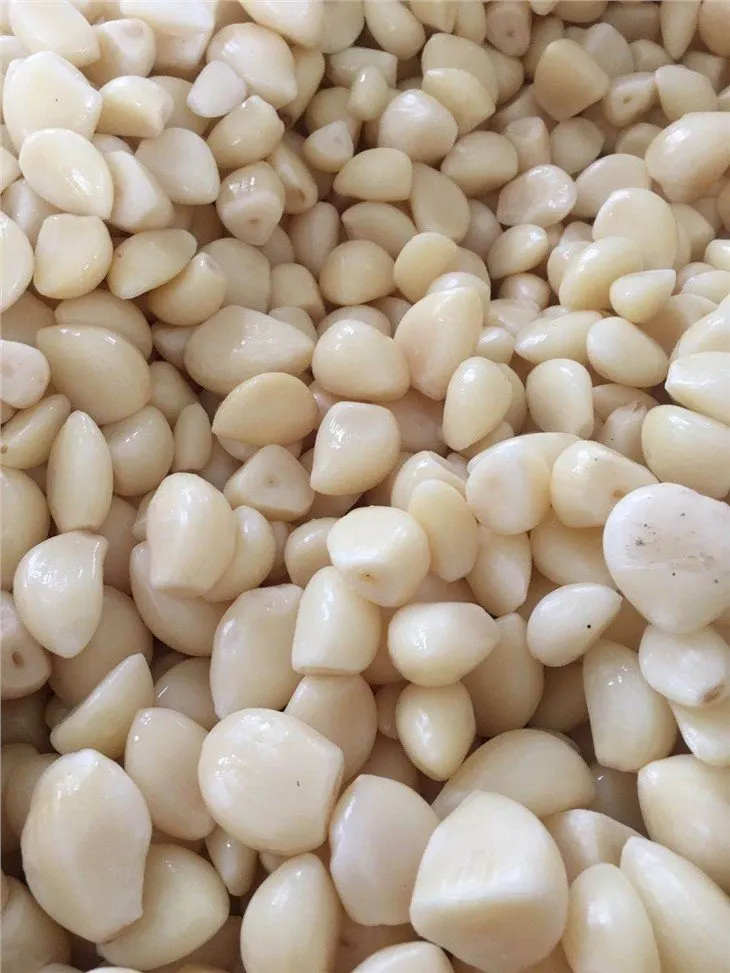 Normal white garlic in brine in drums
