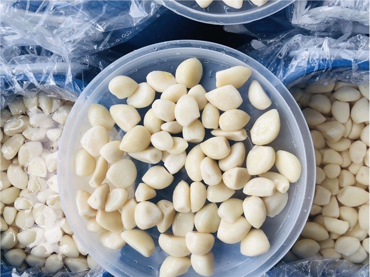 Cheap price normal white garlic in salted water in drums