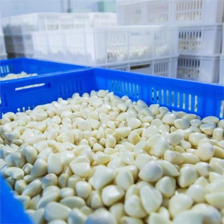 Factory normal white peeled garlic cloves in brine in drums