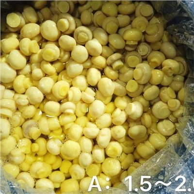 Nấm trắng Champignon tươi được bảo quản trong thùng